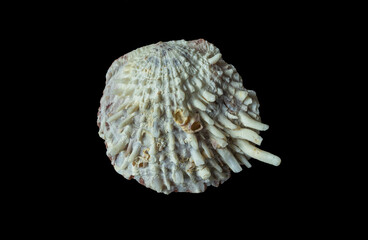 Beautiful shell of the Chinese Sea