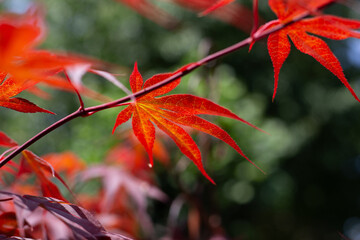 rot strahlendes Blatt eines japanischen Ahornbaumes