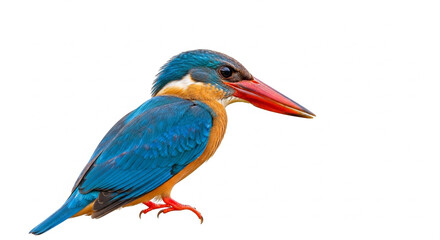 Obraz premium red billed hornbill isolated