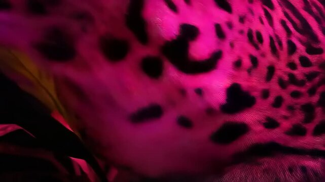Electric feline, pink jaguar lurks within lush tropical vibrant pink leaves