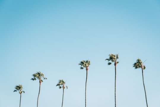 Palm trees with blue sky in Newport Beach, Orange County, California