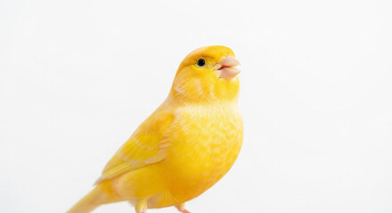 yellow chicken on a white background