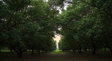 Lush orchard pathway