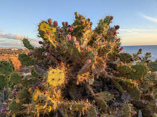 Cactus with ripe fruit grows along the rocky coast during sunset in a tranquil seaside landscape