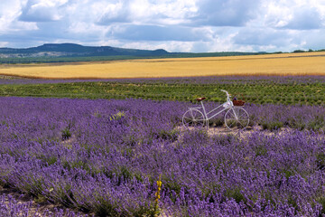 Lavender field. White decorative bicycle is installed in field for beautiful photo sessions. Concept of developing tourist destinations in agribusiness, attracting tourists, creating conditions. 