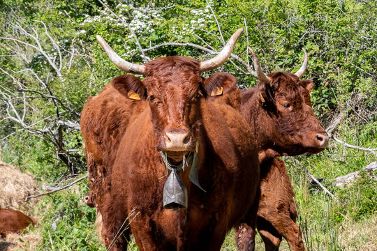 superbe vache de race saler avec sa couleur brun rouge nous regardant avec ses belles cornes par une matin&eacute;e ensoleille sur un chemin de randonn&eacute;e proche d'issoire dans le puy de d&ocirc;me