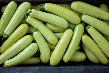 Crate full of fresh organic green zucchini. Farm Harvest.