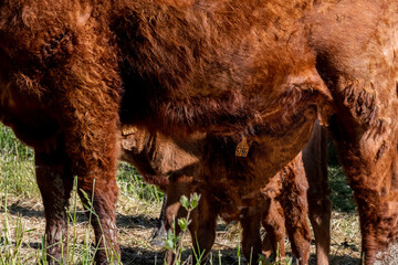 veau de race salers en train de t&eacute;ter sa m&egrave;re au bord d'un chemin de randonn&eacute;e dans le puy de d&ocirc;me