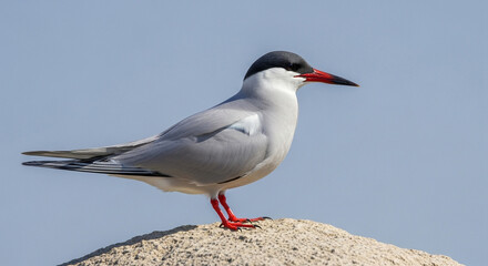 seagull on the beach