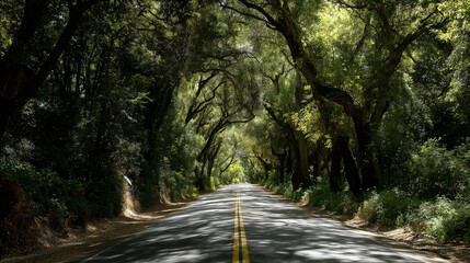 Obraz premium Tree-lined road forming a natural green tunnel