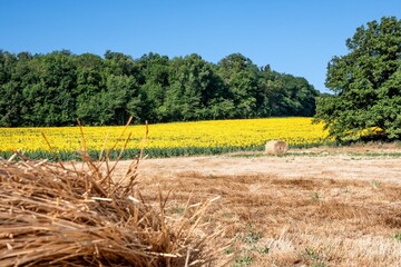 Champs de bl&eacute; moissonn&eacute; avec une meule de paille avec en arri&egrave;re plan un grand champs de tournesols par une belle matin&eacute;e d'&eacute;t&eacute; proche d'issoire dans le puy de d&ocirc;me