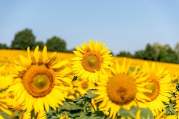 gros plan de fleurs de tournesol éclairant la photo par une matinée ensoleillée d'été proche...
