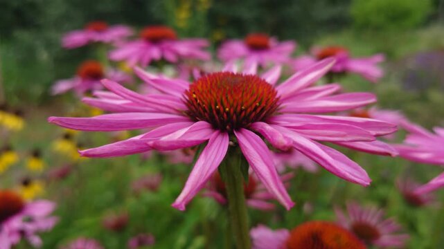 Echinacea purpurea in the garden, Purple Coneflower