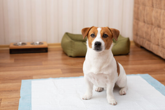 Cute Jack Russell Terrier dog sitting on a hygienic daily diaper for pets