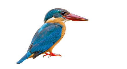 blue bird isolated on white
