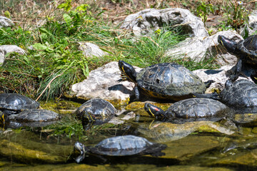 turtle on the rocks