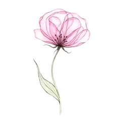 Watercolor translucent, x-ray pink flower. Hand drawn illustration isolated on white background. Gentle botanical drawing. Airy transparent floral design for invitation, wall art, card, print.