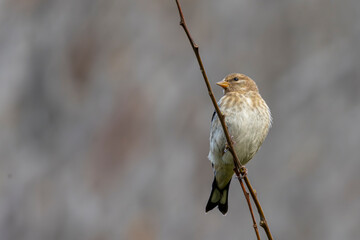 Portrait of juvenile Goldfinch bird (Carduelis Carduelis) perched at small branch
