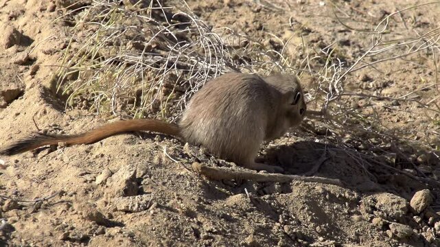 Gopher Drags Twig. Gopher snaps twig haloxylon and drags to the burrow. Slow Motion