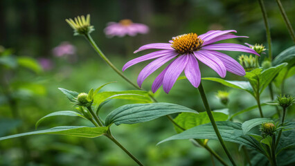 Close-Up of Vibrant Purple Wildflower with Yellow Center &ndash; Natural Bloom in Green Background for Botanical, Eco, and Garden Design