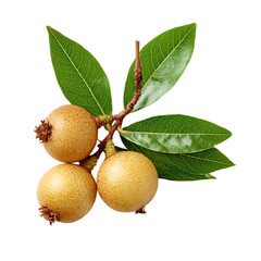 Three ripe, yellow Jabuticaba fruits on a branch with green leaves.