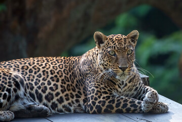 A Javanese leopard is resting in a safari park