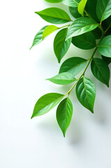 vibrant leaves emerald green cascade across pristine white surface creating lush tapestry organic textures subtle depth