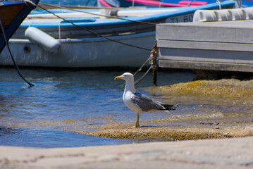 A white and grey seagull stands on a concrete wall in a marina, with blurred boats in the background under bright daylight.
