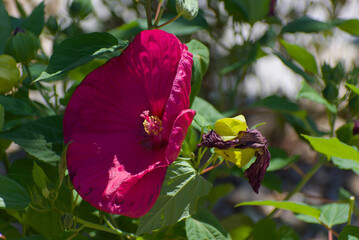 A vibrant fuchsia flower with a prominent stamen is in full bloom, surrounded by lush green leaves...