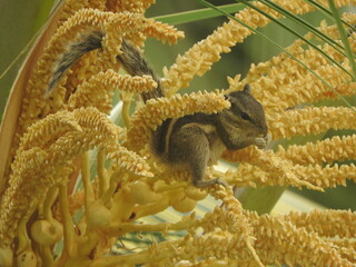 Cute squirrel eating and having fun