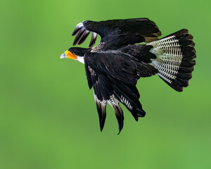 A Crested Caracara
