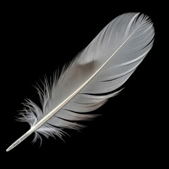 Obraz premium white feather on black background