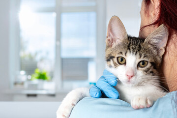 Veterinarian examining pet on table in veterinary clinic, Veterinary caring of a cute cat,...