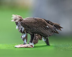 A Monk Vulture