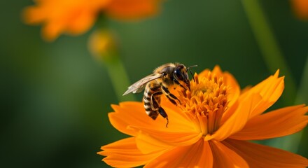 Close-up of a bee pollinating a vibrant orange flower in a lush green garden setting