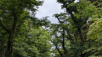 Obraz premium 樹木