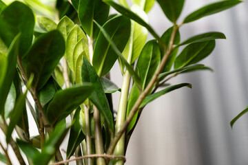 Close up of lush green ZZ plant leaves Zamioculcas zamiifolia indoors with natural light, symbolizing freshness, air purification, home decor, indoor gardening, and eco friendly living