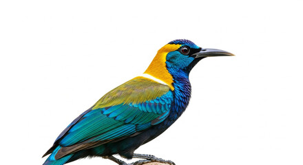 Obraz premium peacock isolated on white background