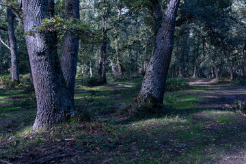Fototapeta premium Beautiful landscape in a forest in autumn