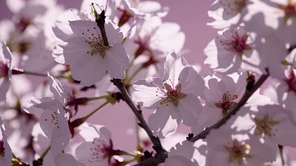 Celebrate spring delicacy through gorgeous K macro soft pink cherry blossoms against clean blush background fine petals stamens highlighted beauty ads seasonal greeting cards gentle wellness - Powered by Adobe