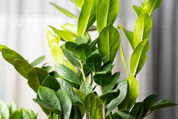 Close up of lush green ZZ plant leaves Zamioculcas zamiifolia indoors with natural light, symbolizing freshness, air purification, home decor, indoor gardening, and eco friendly living