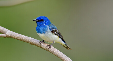 blue tit on a branch
