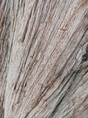 Dry tree trunk close up.