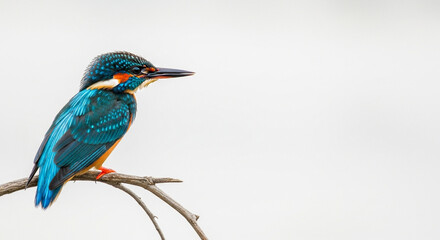 Fototapeta premium kingfisher on a branch