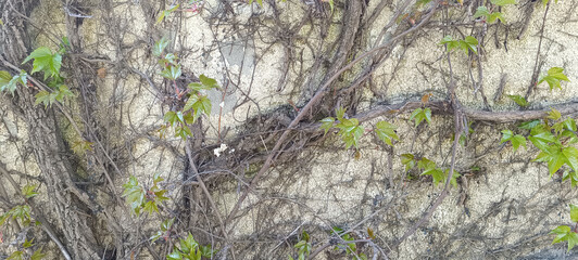 New Green Leaves Sprouting on Old Vines Climbing a Textured Stone Wall