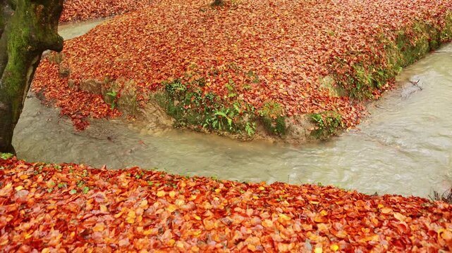 Autumn in Gorbea Natural Park's colorful forest scene