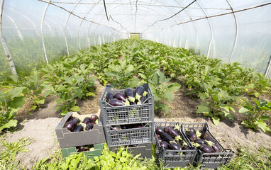 Organic eggplant greenhouse plantation, selective focus.