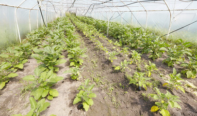 Greenhouse cultivation of organic eggplants, selective focus.