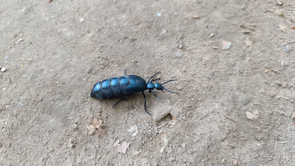European Oil Beetle (Meloe proscarabaeus) Crawling on Dirt