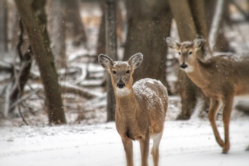 Deer in Winter